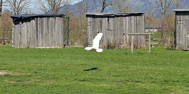 Hedwig im Flug
