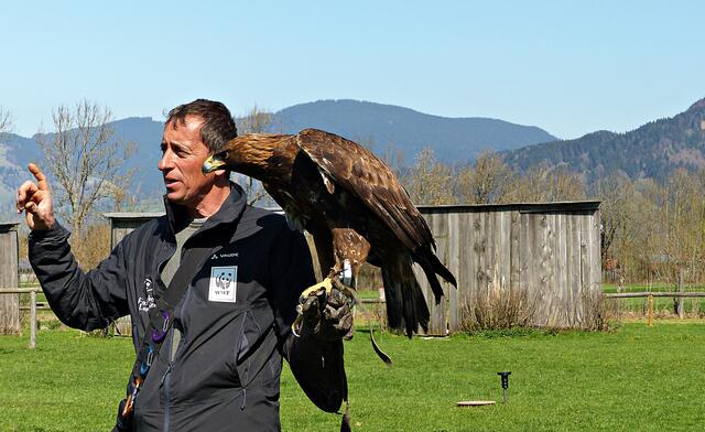 Herr Klima mit dem Steinadler Bruno