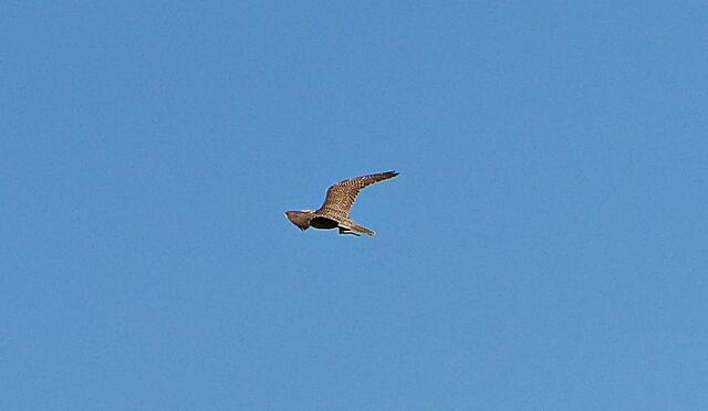 Der Sakerfalke Sokrates im Flug