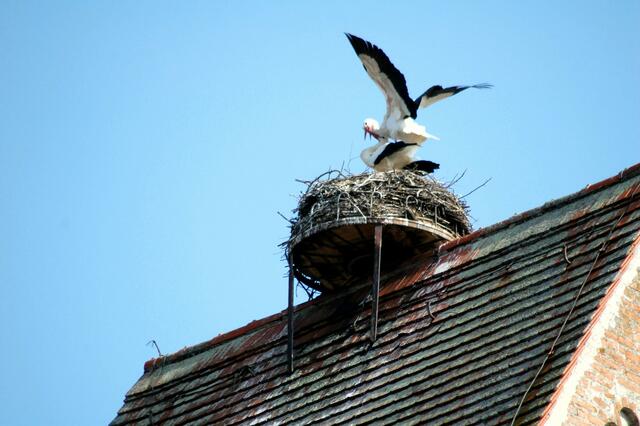 Bald gibt es Nachwuchs