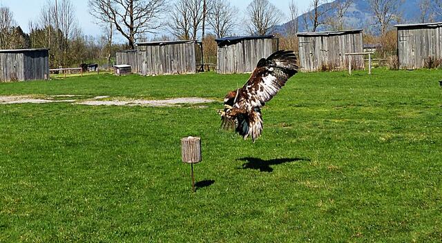 Steinadler Bruno im Anflug