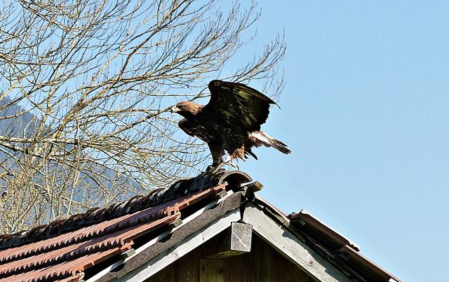 Steinadler Bruno