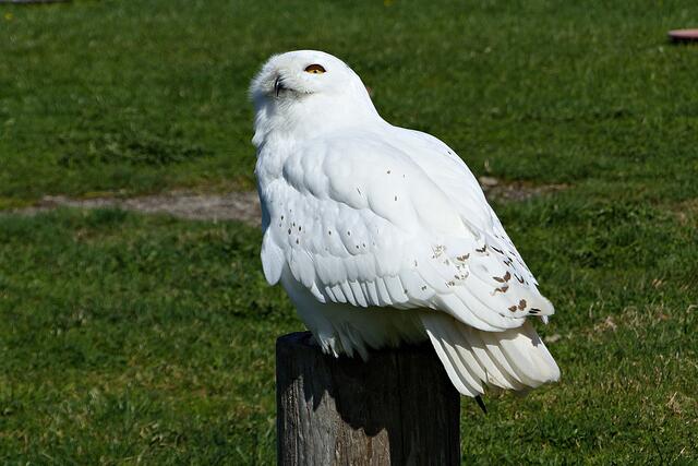 Schneeeule Hedwig. Hedwig ist männlich.