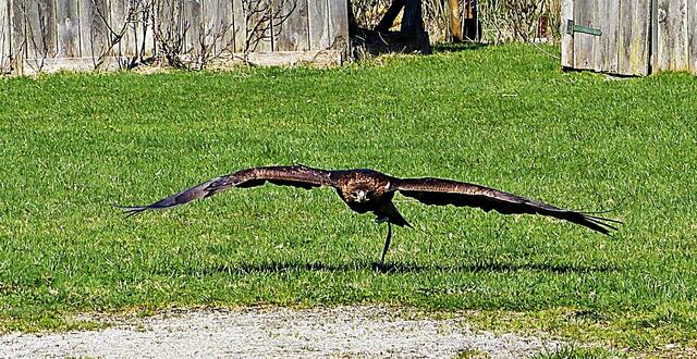 Steinadler Bruno im Tiefflug