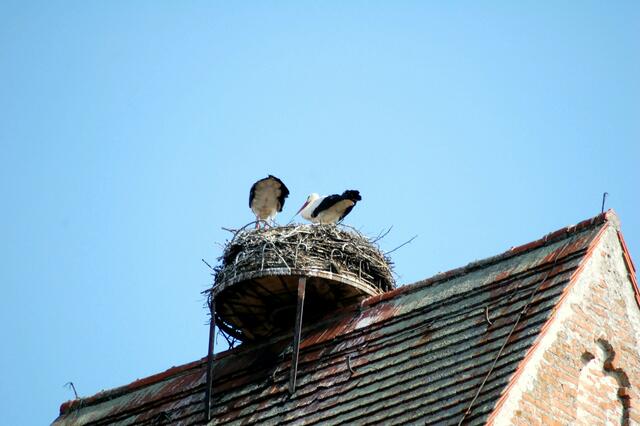 Da noch rupfen, dort noch zupfen
