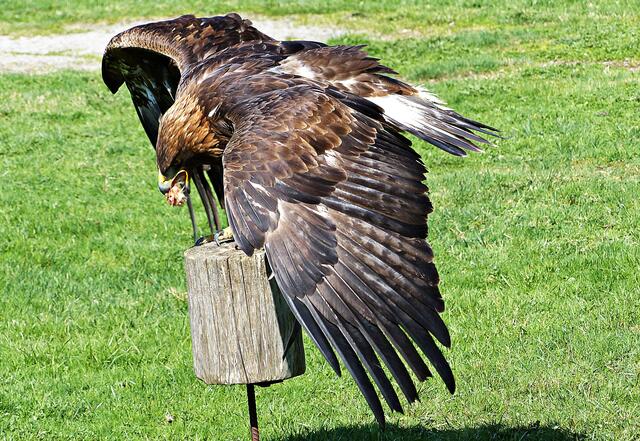 Steinadler Bruno, hier sollte keiner hinlangen