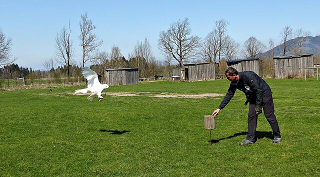 Hedwig im Flug