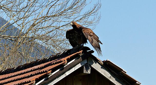 Steinadler Bruno