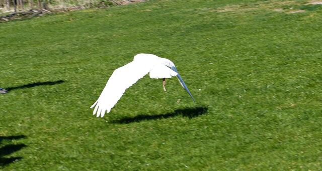 Hedwig im Flug
