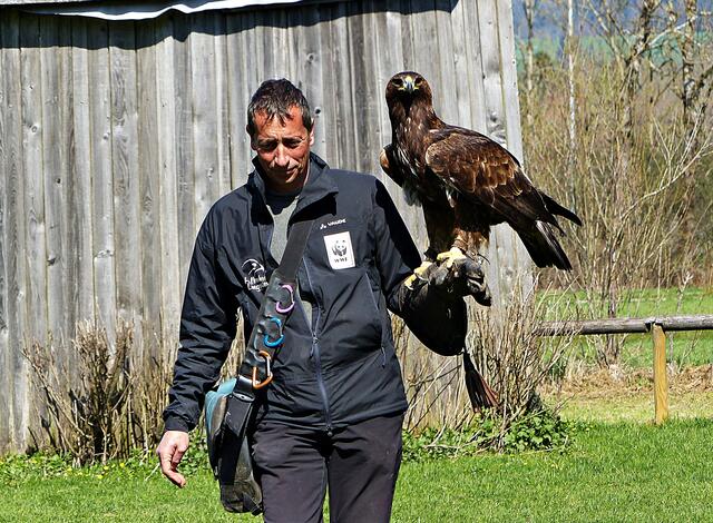 Herr Klima mit dem Steinadler Bruno.