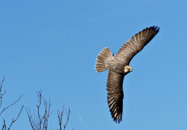 Der Sakerfalke Sokrates im Flug