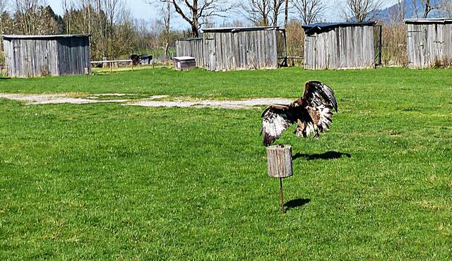 Steinadler Bruno im Anflug