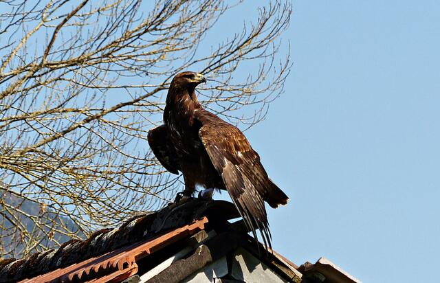 Steinadler Bruno