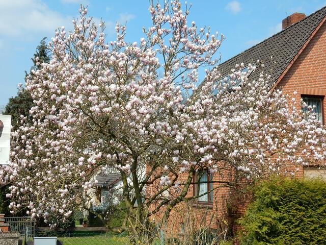 Der Tulpenbaum am Wegesrand