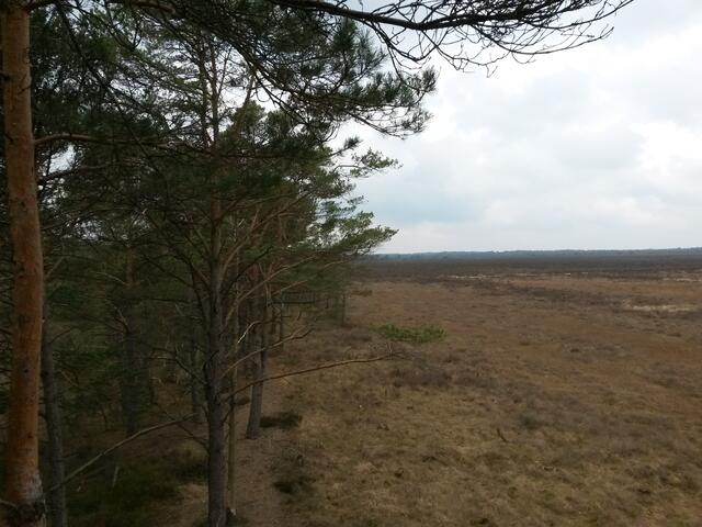 Das Hochmoor