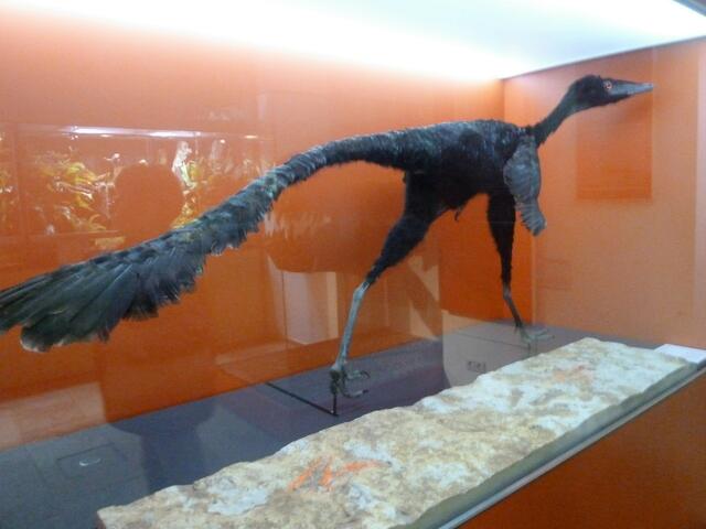 Ein Vogel aus der Urzeit.