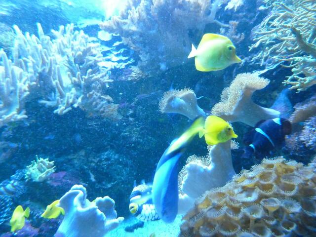Die vielen Aquarien hatten es uns angetan.