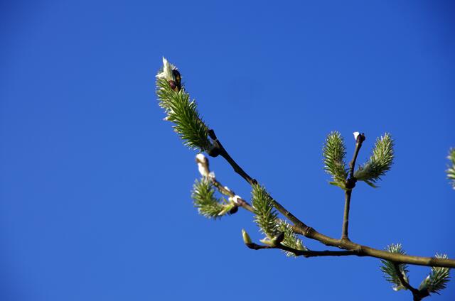 der Sonne entgegen