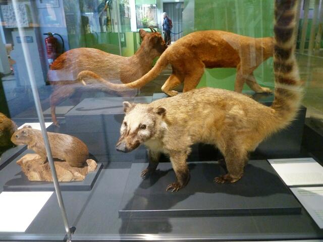 Hier sind etliche Tiere präpariert