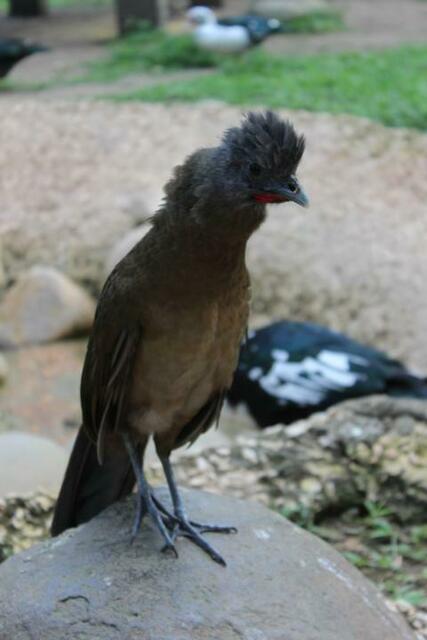 Dieser Chachalaca hackt nach Schnürsenkeln.