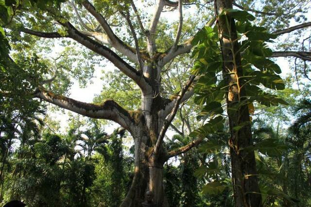 Kapokbaum