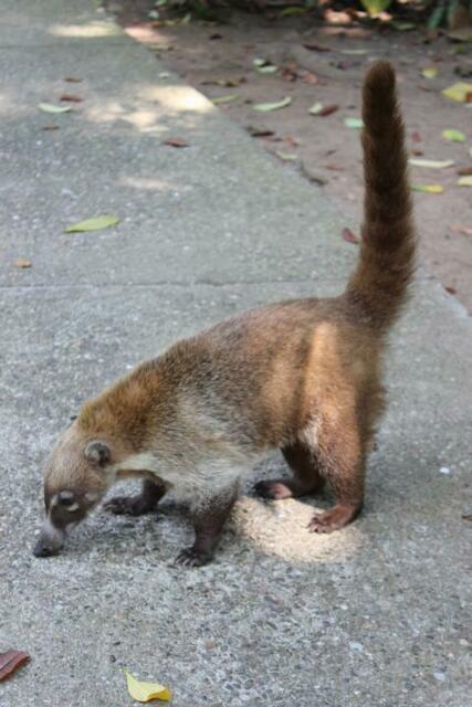 Nasenbär