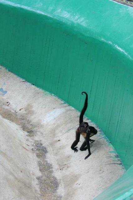 Spinnenaffen im Zoo