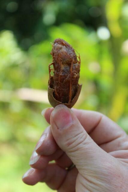 Tamarindo