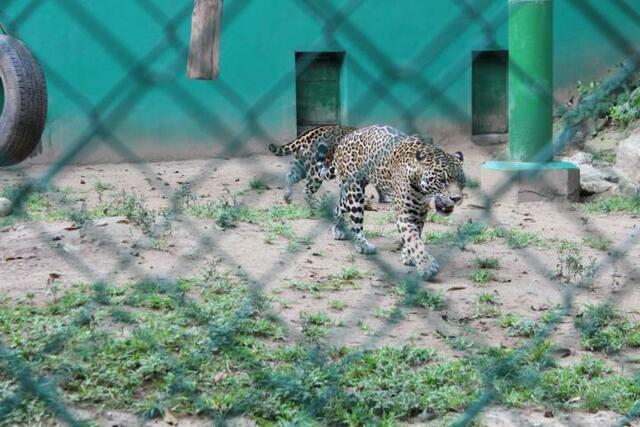 Jaguare hinter Gittern