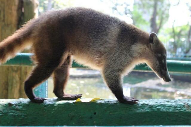 Nasenbär spaziert auf einer Mauer