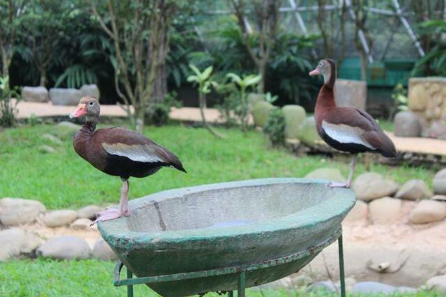 Die Enten sind keine Deko. sondern echt.