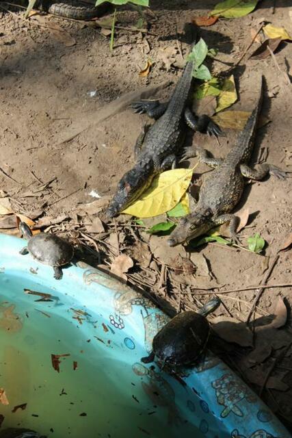 Krokos und Schildkröten wohnen im Zoo häufig zusammen.