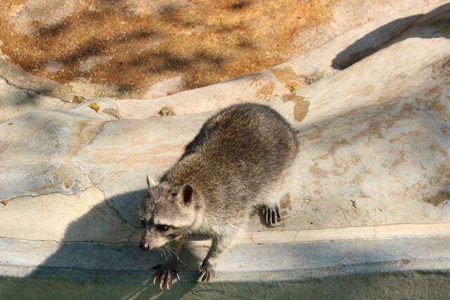 Waschbär