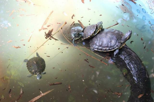 Schildkröten