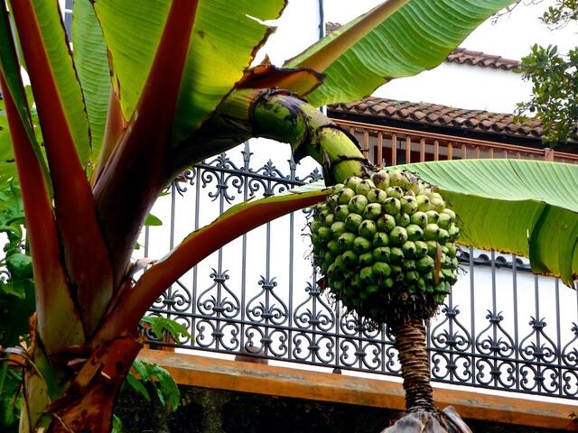 Kanarische Bananen im Botanischen Garten von La Orotava