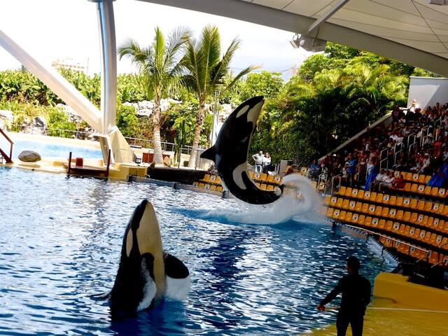 Die Orca-Show ist wie die Delfin-Show ein rasantes und in den vorderen Reihen, der Splash Zone, ein nasses Publikumsvergnügen.