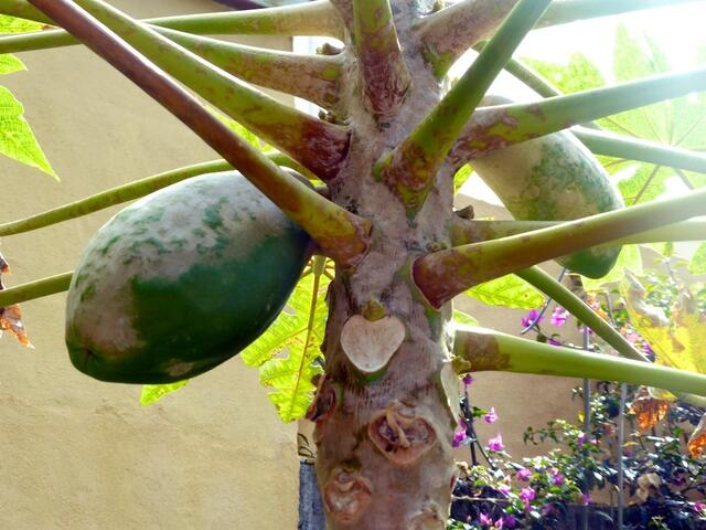 Papayas wachsen am Baum…