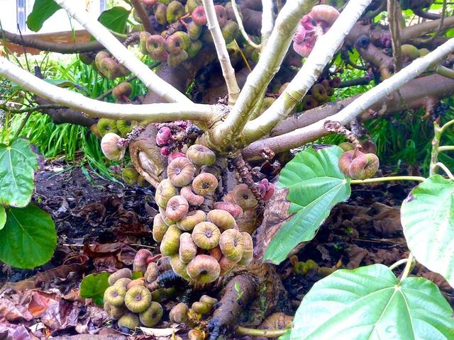 Ein Ficus Auriculata im Botanischen Garten von La Orotava