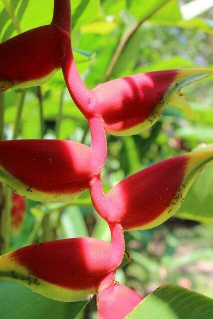 Heliconia