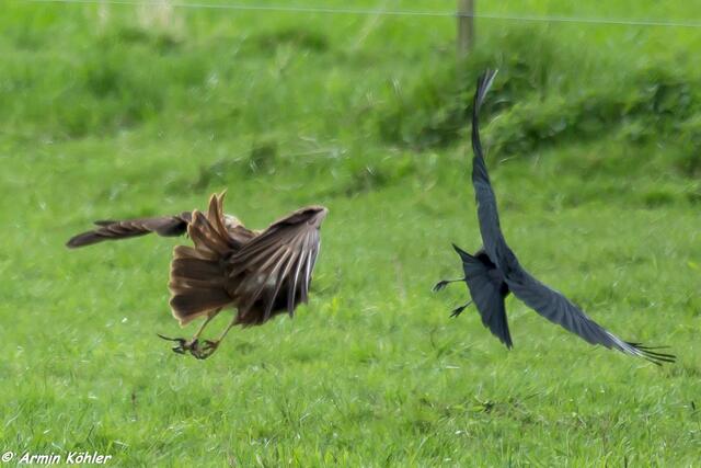 Krähe will der Rohrweihe den Frosch abjagen