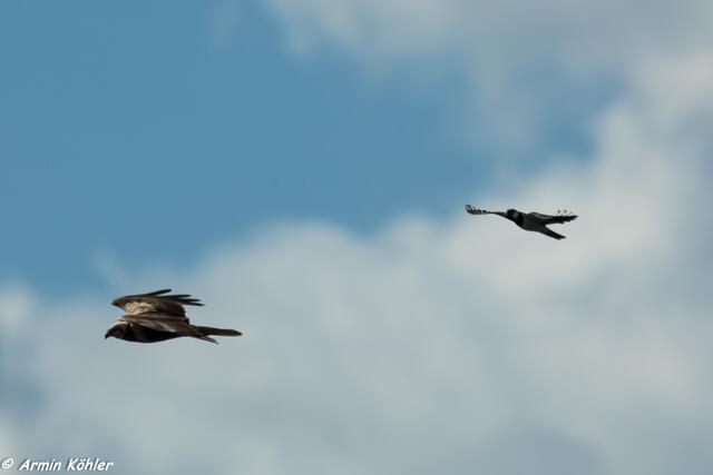 Attacke auf die Rohrweihe