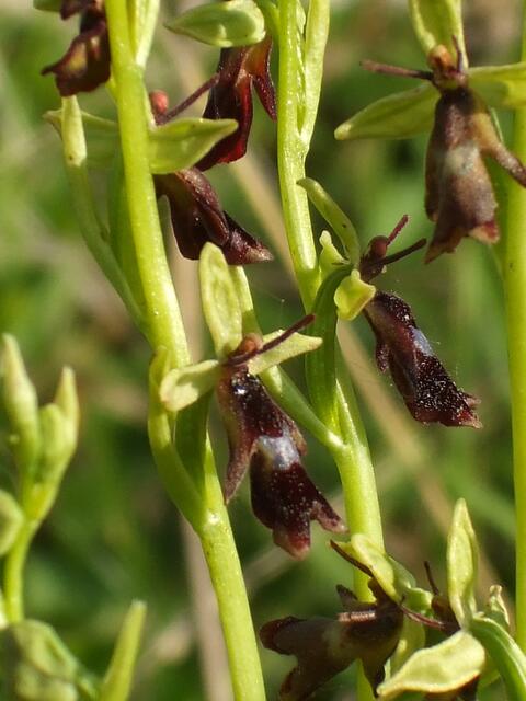 Am 5. Mai 2016 öffnet dieses Jahr auch wieder das Orchideenkaffee in Krawinkel .... !