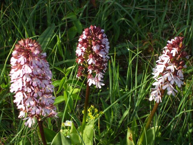 Am 5. Mai 2016 öffnet dieses Jahr auch wieder das Orchideenkaffee in Krawinkel .... !