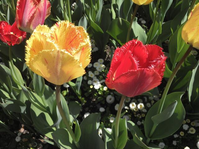 ... Tulpenpracht ...