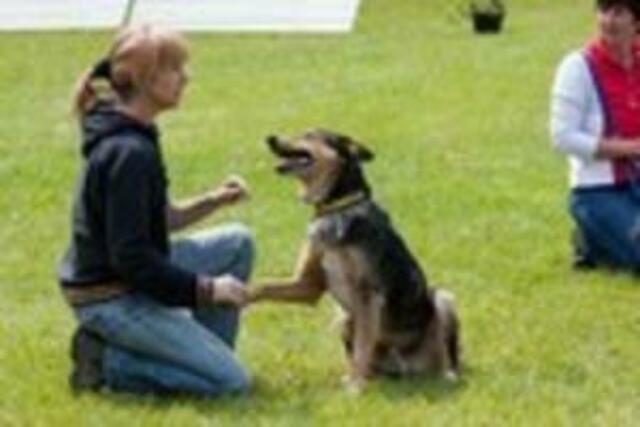 Dogdancing...