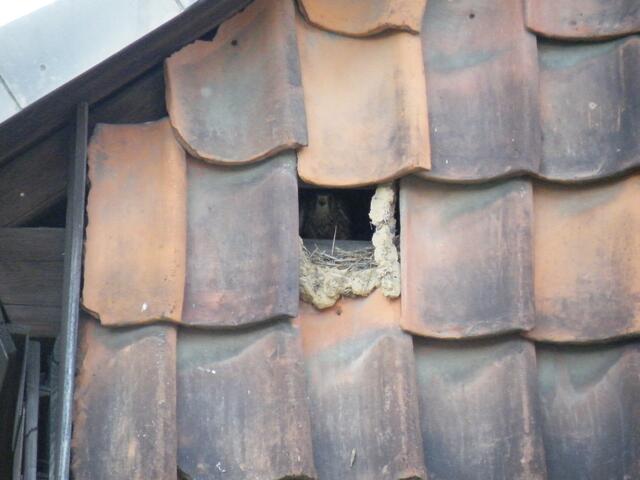 2. Turmfalke im Nest.