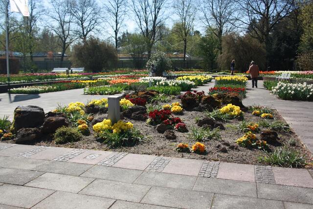 ... Tulpenpracht ...