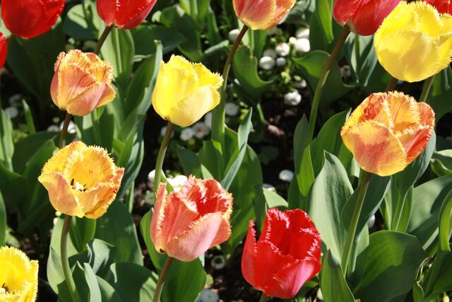 ... Tulpenpracht ...