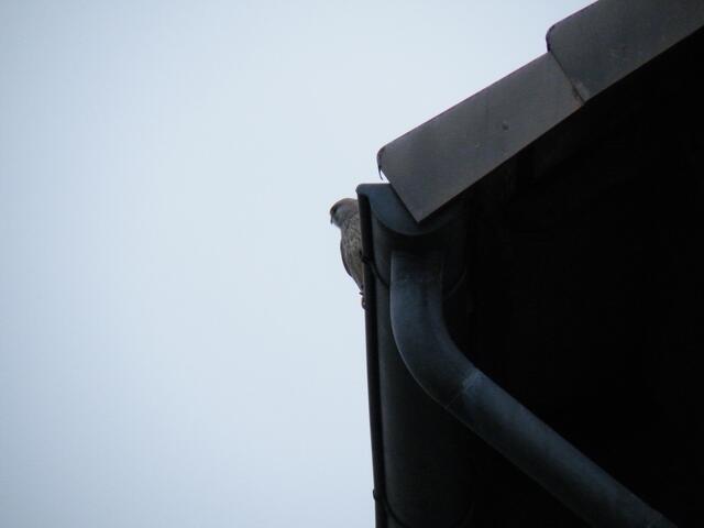 6. Turmfalke auf Dachrinne.
