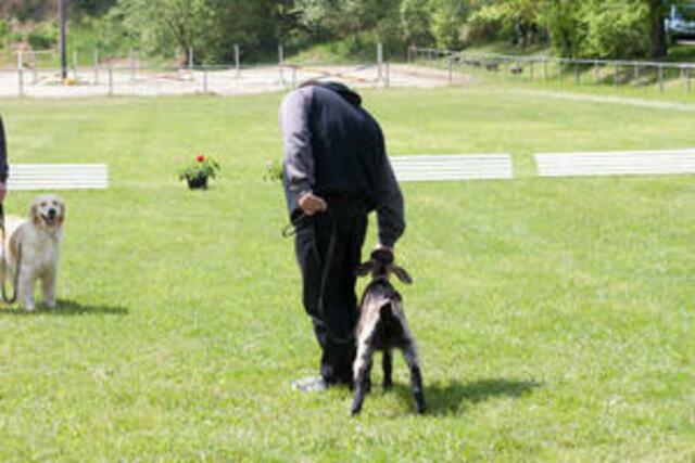 hört besser als mancher Hund!